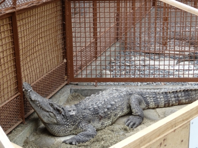 熱川　バナナワニ園