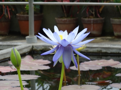 熱川　バナナワニ園　植物園