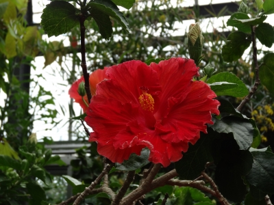 熱川　バナナワニ園　植物園