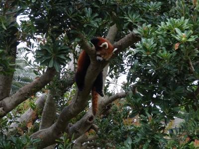 熱川　バナナワニ園　レッサーパンダ