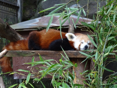 熱川　バナナワニ園　レッサーパンダ