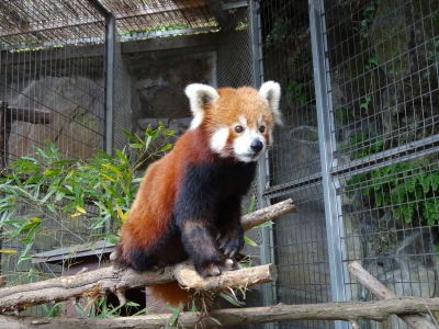 熱川 バナナワニ園 レッサーパンダ