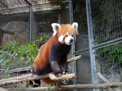 熱川　バナナワニ園　レッサーパンダ