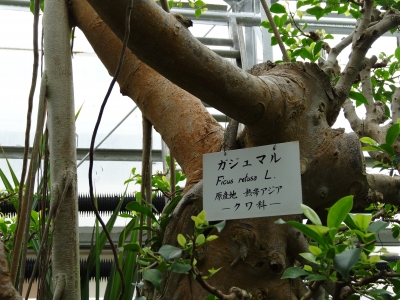 熱川 バナナワニ園 ガジュマル