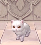 チンチラさんぷる
