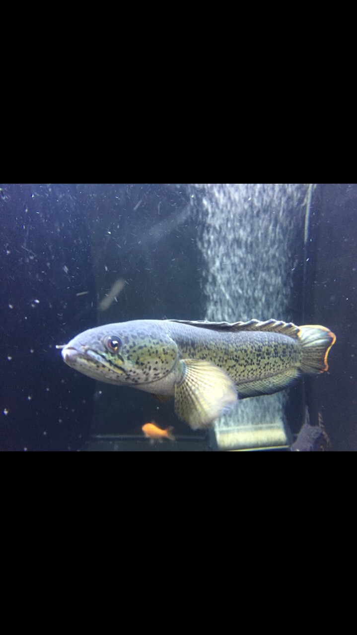 チャンナ アンフィビウス 古代魚クラブ播州連合