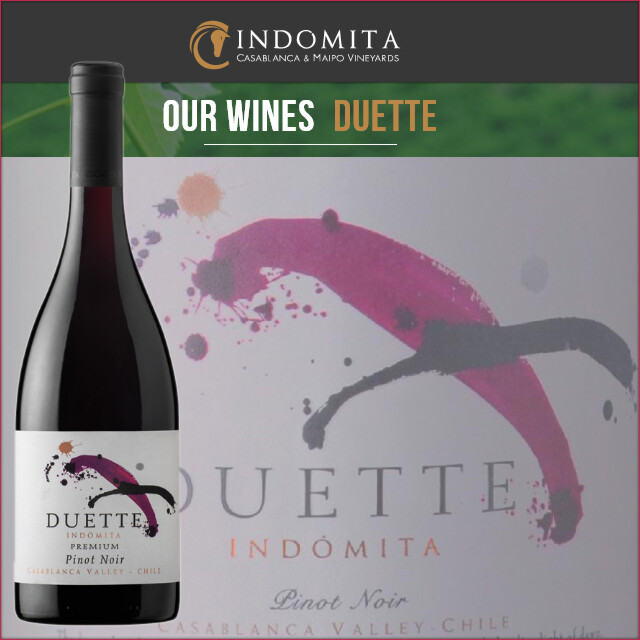 INDOMITA DUETTE headder.jpg