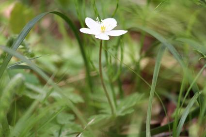 箱根湿生花園 ３ 一輪草と二輪草の違い 質素な写真展示室
