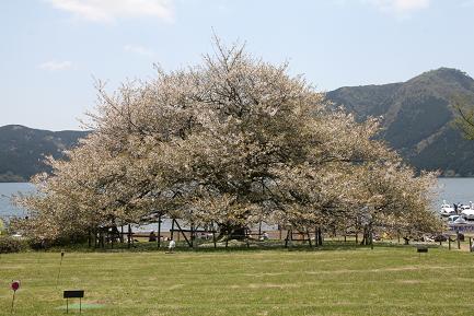 箱根園に遊ぶ ５ 見事な一本桜 大島桜 です 質素な写真展示室