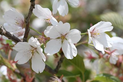 箱根園に遊ぶ ５ 見事な一本桜 大島桜 です 質素な写真展示室