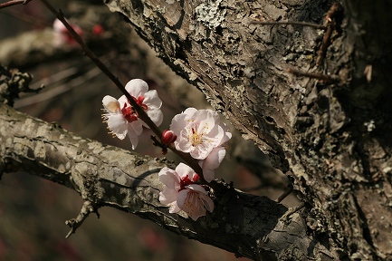 梅花-2