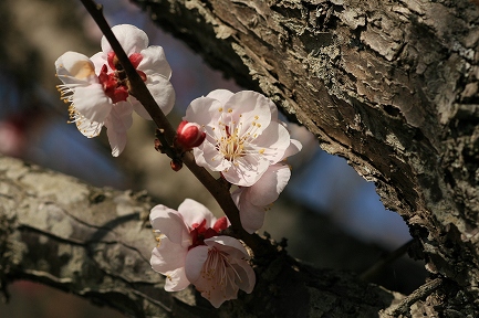 梅花-3