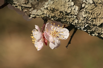 梅花-4