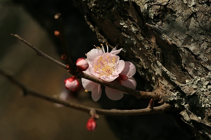 梅花-5