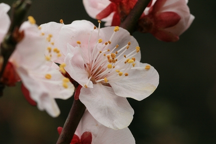 梅花-8