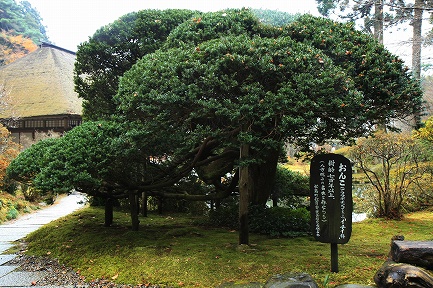 名木
