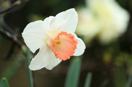 水仙の花