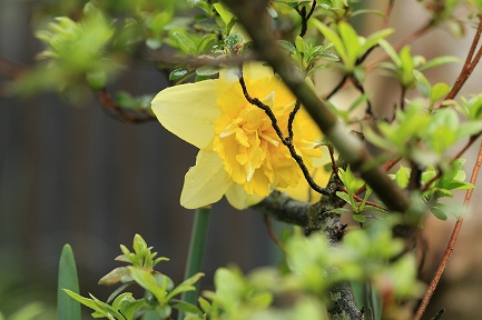 水仙の花