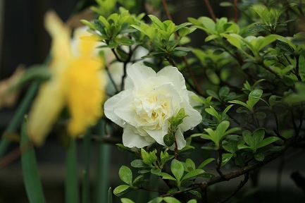 水仙の花