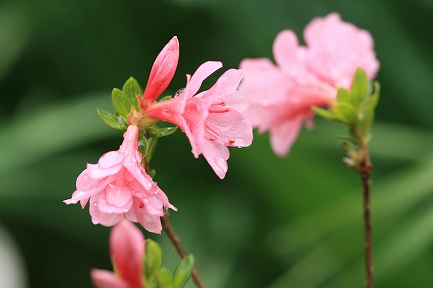 ツツジの花