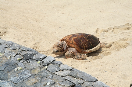 ウミガメ