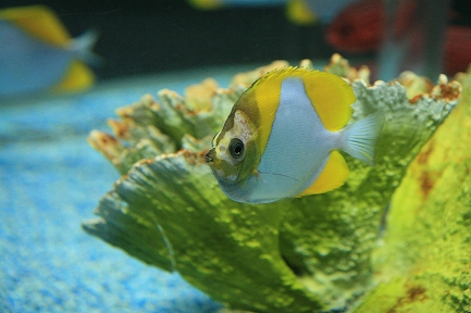 海水魚