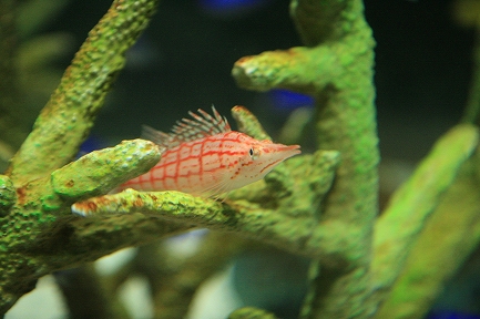 海水魚