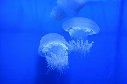 クラゲ