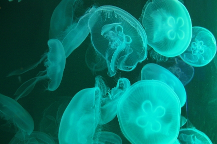 クラゲ