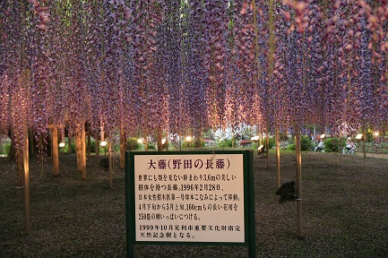 大藤-3