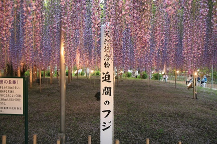 大藤-4