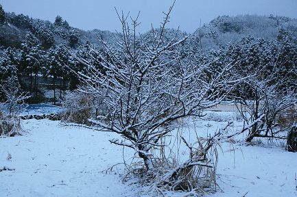 初雪-3
