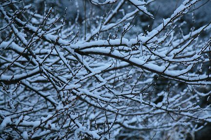 初雪-4