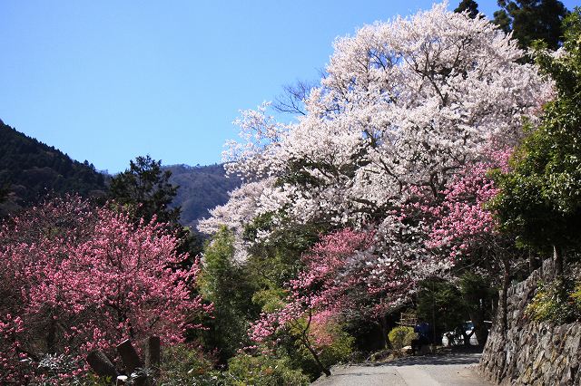身延町内しだれ桜-1
