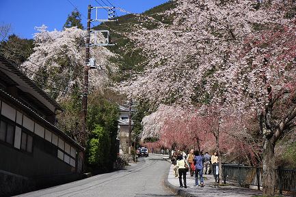 身延町内しだれ桜-3