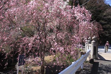 身延町内しだれ桜-4