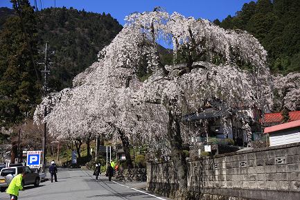 身延町内しだれ桜-5