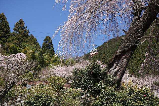 身延町内しだれ桜-6