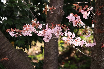遺伝学研・桜-2