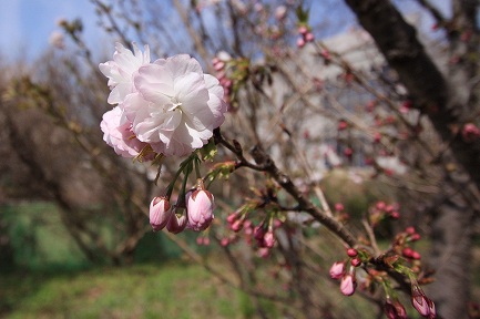 遺伝学研・桜-7