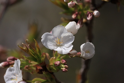 遺伝学研・桜-3