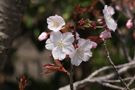 遺伝学研・桜-4