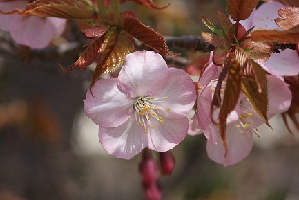 遺伝学研・桜-5