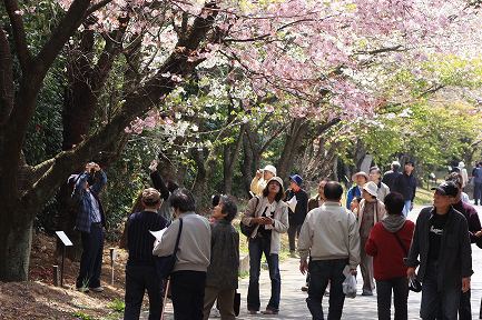 遺伝学研・桜-15