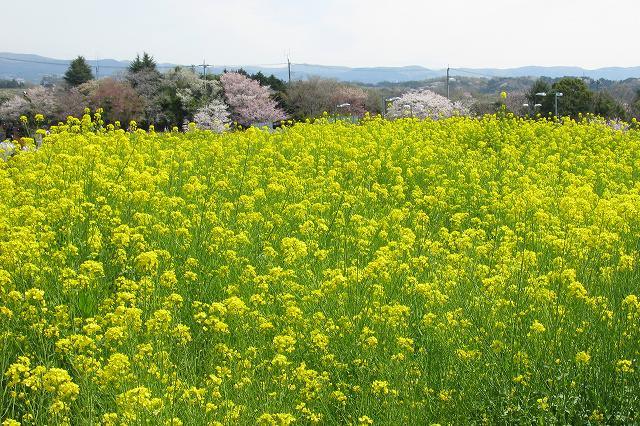 遺伝学研・桜-16