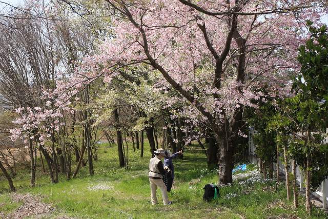 遺伝学研・桜-1