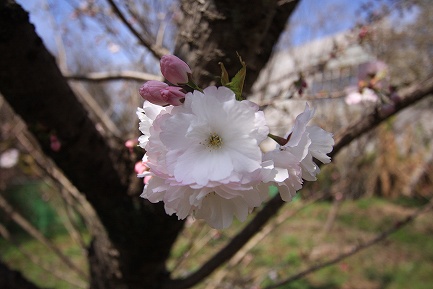 遺伝学研・桜-6