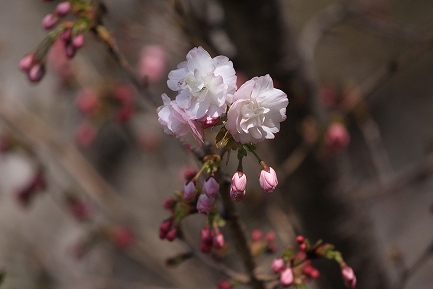 遺伝学研・桜-8