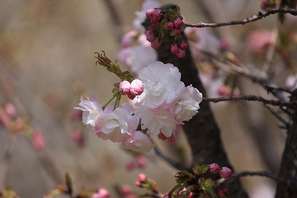 遺伝学研・桜-9
