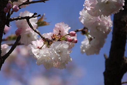 遺伝学研・桜-10